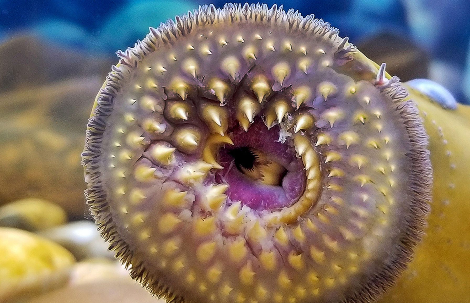 Sea Lamprey
